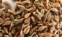 Aniseed fruits (aniseed) piled up as a fresh spice - Pimpinella anisum