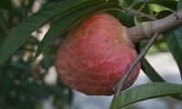 Аннона сетка - Annona reticulata - висит на дереве - есть разные сорта/цвета.
