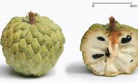 Cinnamon apple (cream apple, sweet bag = Annona squamosa) with its typical scale-like surface.