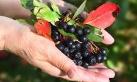 Aroniabeeren - Aronia melanocarpa: Eine Hand voll frischer Beeren mit Blättern.