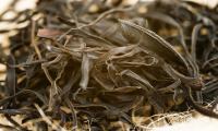 Водоросли араме - Laminaria spp.