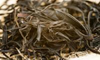 Arame seaweed accumulated. Botanical name Ecklonia bicyclis or (syn.) Eisenia bicyclis.