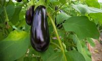 Eggplants in the greenhouse hanging on plants - Solanum melongena.