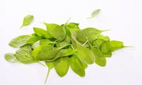 Pile of baby spinach leaves (Spinacia oleracea), spinach leaves picked  at a very early stage.