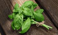 A bunch of fresh organic basil, on a wood background (Ocimum basilicum).