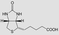 Struktur von Biotin. Biotin weist 8 Stereoisomere auf, doch nicht alle sind biologisch aktiv.