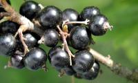 Blackcurrants - Ribes nigrum - hanging on a branch of a bush, green background.