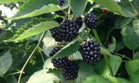 Blackberries, hanging from a blackberry bush, ripe for picking, because they are black in color.