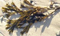 Blasentang - Fucus vesiculosus, im Sand an einer Küste in Wales, Grossbritanien