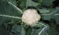 Roher Blumenkohl (Brassica oleracea) vor der Ernte in einem Feld.