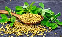 Fenugreek Seed - Trigonella foenum graecum on wooden spoon with leaves and seeds around it.