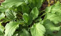 Fresh borage - Borago officinalis, with edible, fuzzy green leaves.