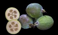 Drei Brasilianische Guaven, roh - Acca sellowiana - und eine hälftig aufgeschnittene.