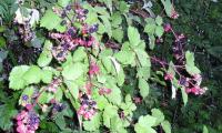 Brombeertriebe mit Blättern und Beeren - keine jungen Blätter, da nach April.