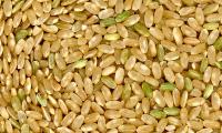 Raw whole grain rice grains on a pile. Certain grains are slightly green because they are less ripe.