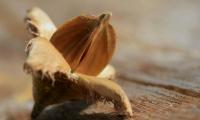 Орешки буковые с плодовыми чашечками, плод бука обыкновенного — Fagus spp.