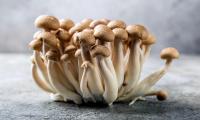 A bunch of Shimeji mushrooms (here: brown beech mushrooms) against a  gray background.