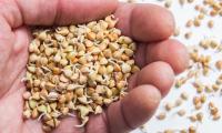 Hand holding buckwheat sprouts - Fagopyrum esculentum Moench.