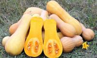 Squash, summer, crookneck and straightneck, raw - Cucurbita moschata, one cut in half.