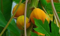 Papaya still hanging on tree - Carica papaya: There are male and female trees.