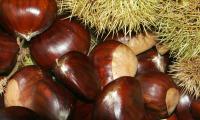 Close-up of chestnuts and their prickly fruit cup (cupula). Castanea sativa.