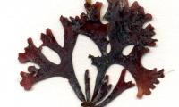 Хрящевой Watt (Irish Moss) - из Гельголанда, северо-запад Ватта - Chondrus crispus.