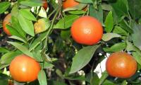 Ripe clementines hanging from a tree - Citrus clementina hoard. ex Tanaka.