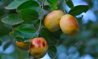 Frutti cinesi della giuggiola (Azufaifa) sull'albero - Ziziphus jujuba