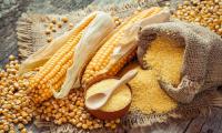 Raw cornmeal in a sack and bowl next to corn kernels and corn on the cob.