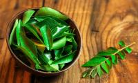 Fresh curry leaves in a small bowl. Original curry powder does not contain curry leaves.