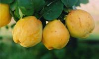 Hanging quinces on a tree, ready for harvest (Cydonia oblonga).