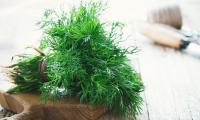 A bunch of dill herb, fresh - anethum graveolens - on thick kitchen board.