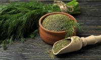 Dill herb fresh, in the foreground dill herb dried, chopped up - Anethum graveolens.