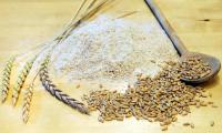 Wholemeal spelled flour - Triticum aestivum L. subsp. spelta - pile on table plus ears and grains.