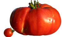 Beefsteak tomatoes, comparison between cherry tomatoes (left) and beefsteak tomatoes (right).