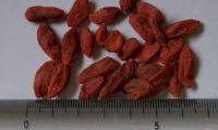 Goji berries, dried (Lycium barbarum), next to a ruler to show the actual size