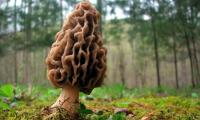 A big true morel mushroom (sponge morel, yellow morel) - Morchella spp. - standing in a clearing.