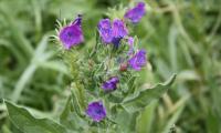 Wegerichblättriger Natternkopf (Echium plantagineum), Blütenstand von oben.