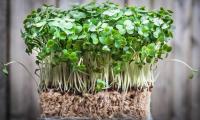 Watercress (Nasturtium officinale), shown here in the form of fresh sprouts.