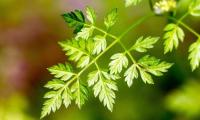 Real chervil - Anthriscus cerefolium - on a soon-blooming plant.