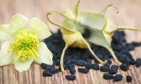 Black cumin, black seed—Nigella sativa: the blossom, a ripe seed pod, and the black seeds in front.