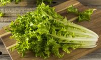 Fresh raw organic endive (chicory) on a kitchen board ready to be chopped.