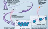 Epigenetics: We Influence Our Genes and the Genes of Others