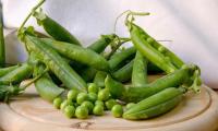 Peas, fresh, partly incl. Pod on a round kitchen board, directly from the garden.