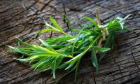 Fresh Mexican tarragon - Tagetes lucida: A bundle of freshly cut tarragon on an old tree trunk.