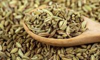 Fennel seeds piled high, on top of it a wooden spoon with fennel seeds - Foeniculum vulgare.
