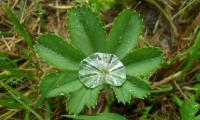 Frauenmantel (Spitzlappiger, Gemeiner, Alchemilla vulgaris): Blatt mit Wassertropfen in der Natur.