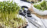 Home-grown garden cress, partly freshly cut - Lepidium sativum.