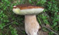 Сырой белый гриб (Boletus edulis) в лесу.