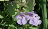 Gundermann-Ranke (Glechoma hederacea) mit blauvioletten Blüten und rötlich überlaufenen Blättern.